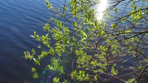Sparkling sunlight on lake shore springtime foliage with lens flares Stock Footage 335737024
