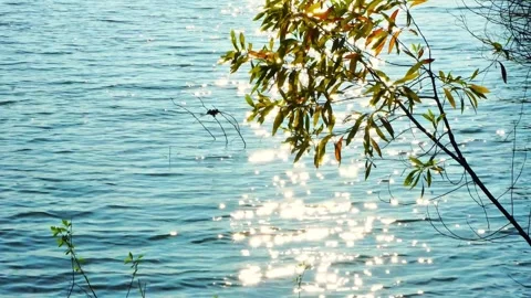 Sparkling Sunlight Reflection on Blue Lake Water Surface with Tree Branches Stock Footage 331834807