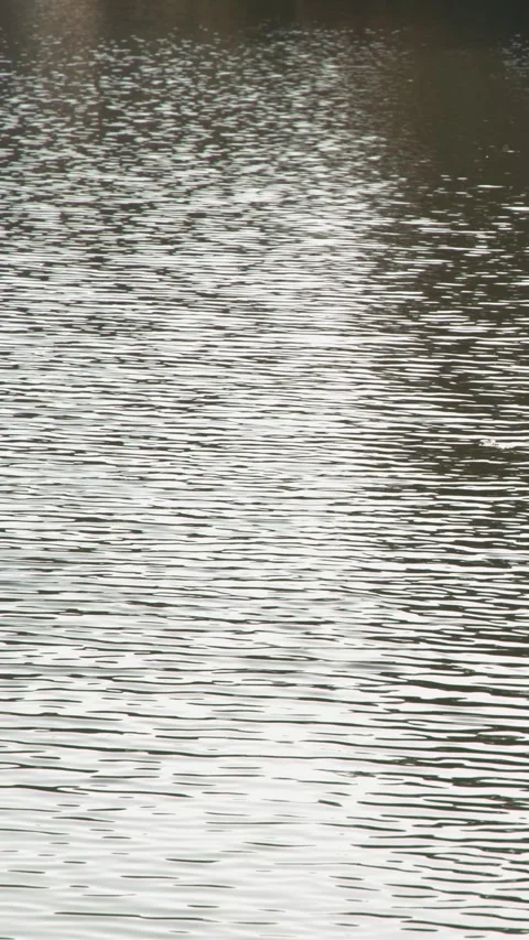 Sparkling Sunlight Reflection on Rippling Water Surface in Tokyo Stock Footage 342779428
