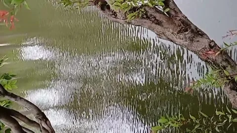 Sparkling Sunlight Reflection on Water Ripples Surrounded by Vibrant Trees Stock Footage 342928816