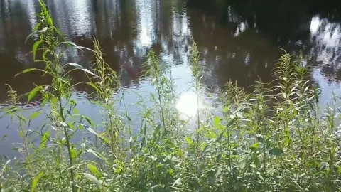 Sparkling Sunlight Shining On A River 库存影片 132129571