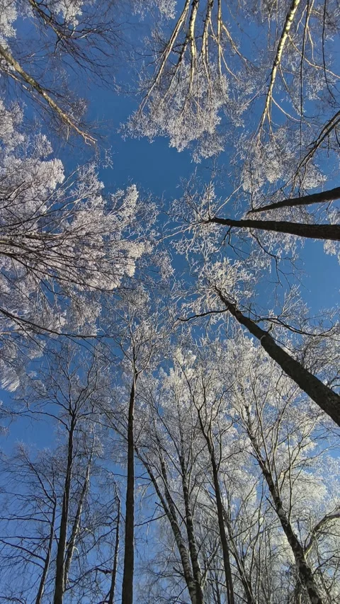 Sparkling thin branches of birches covered in frost against the backdrop of a Stock Footage 328919384