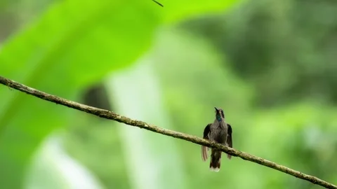 Sparkling violet ear hummingbird perching on a delicate branch in a tropica.. Stock Footage 343188944