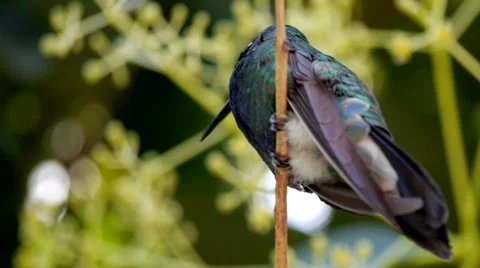 Sparkling Violet ECU river 스톡 동영상 41462170