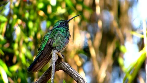 Sparkling violetear Video stock 228082007