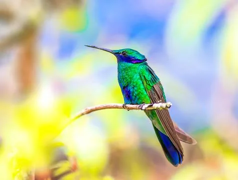 Sparkling Violetear Stock Photos