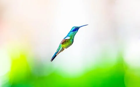 Sparkling Violetear Stock Photos