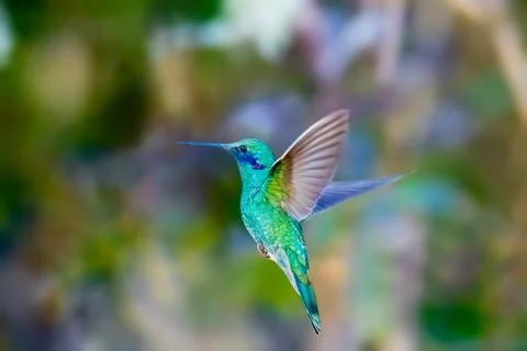 Sparkling Violetear Stock Photos