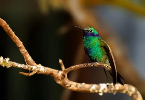 Sparkling Violetear Stock Photos