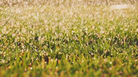 Sparkling water drops are falling on a green grass. Slow Motion 240 fps. Vídeos de archivo 55720618