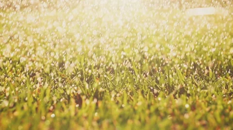 Sparkling water drops are falling on a green grass. Slow Motion 240 fps. Stock-Footage 55721084