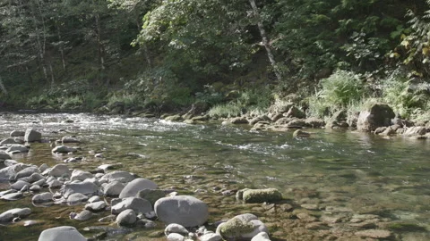 Sparkling Water Flows Over Smooth Stones in a Sunlit Forest Stream Stock Footage 333416646