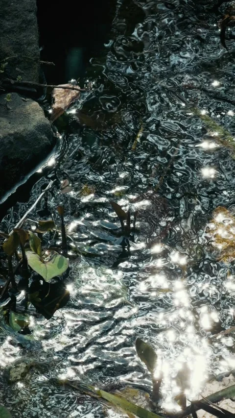 Sparkling water rippling in a stream with rocks and green plants 库存影片 346273586
