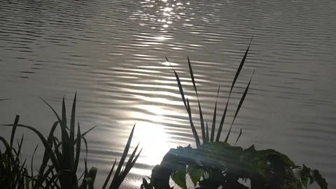 Sparkling on the water surface Stock Footage 75964381