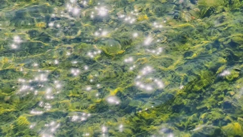 Sparkling Water Surface with Sunlight and Underwater Plants in Slow Motion Stock Footage 308022339
