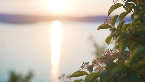 Sparkling Water Surface with tree. Slow motion slider Stock Footage 107815856