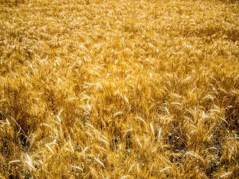 Sparkling wheat Stock Photos