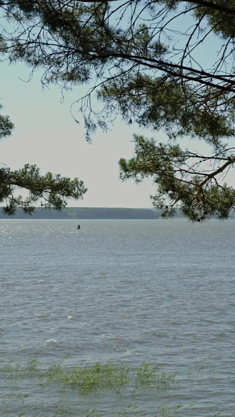 Sparkling wide lake framed by pine branches under bright sunlight Stock Footage 337390544
