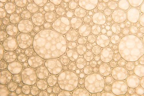 Sparkling wine Gold Bubbles Stock Photos