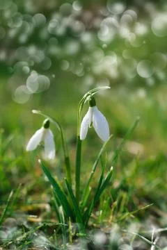 Sparkly snowdrop flower soft focus, perfect for postcard Stock Photos