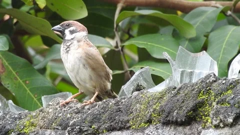 Sparow bird DSCN9218 Stock Footage 155896306