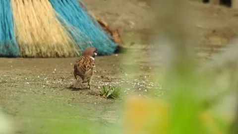 Sparow bird DSCN9225 Stock Footage 155896357