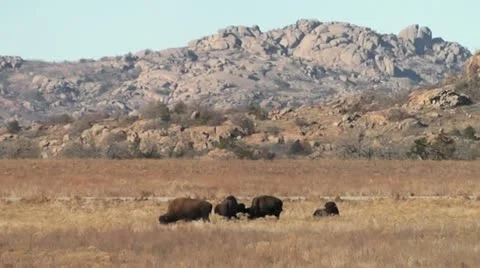 Sparring Bison I Stock Footage 18011339