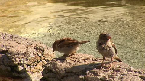 Sparrow 1 Stock Footage 11937844