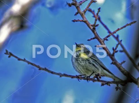 Sparrow 1 Stock Photos