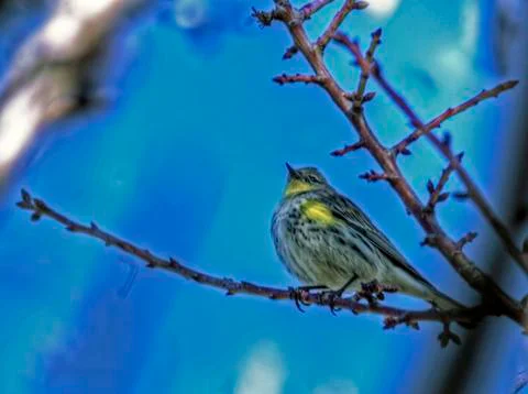 Sparrow 1 Foto stock