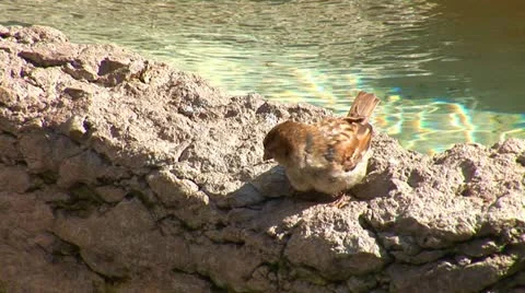 Sparrow 2 Stock Footage 11937754