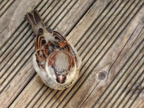 Sparrow from above Stock Photos