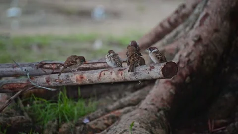 Sparrow after the rain Stock Footage 159652234