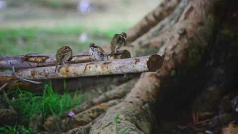 Sparrow after the rain Stock Footage 159652243
