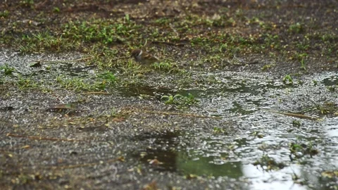 Sparrow after the rain foraging on the ground in the garden area Stock Footage 159652240