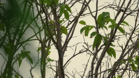 Sparrow among the branches Stock Footage 340553284