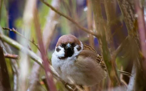 Sparrow among the branches Stock Photos