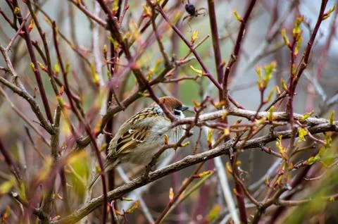 Sparrow among the branches Stock Photos