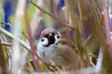 Sparrow among the branches Stock Photos