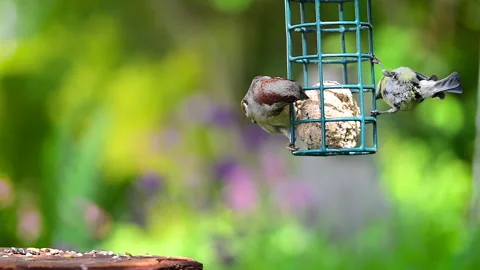 Sparrow and blue tit birds swinging on bird feeder Stock Footage