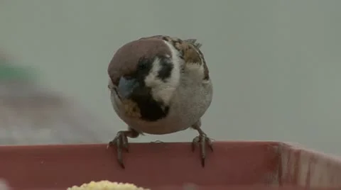 Sparrow and millet Video stock 10825428