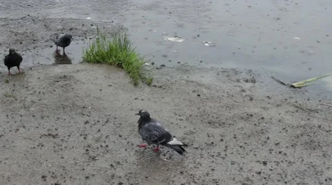Sparrow And Pigeons.mp4 Stock Footage 50799320