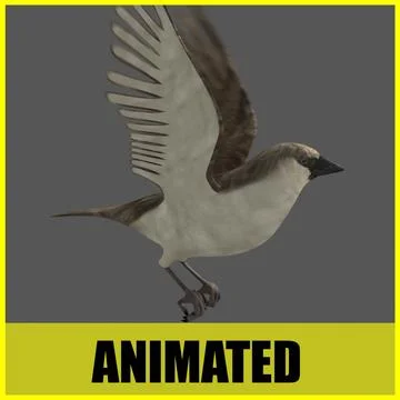 Sparrow - Animated 3D Model