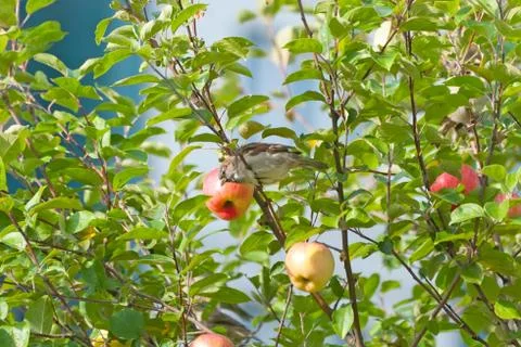 Sparrow on the apple-tree. Close-up image Stock Photos