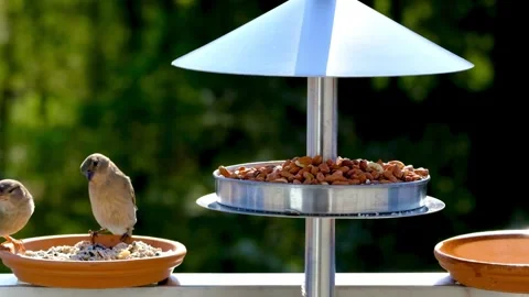Sparrow approaching bird feeder. Stock Footage 304975056
