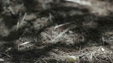 A sparrow approaching bread Stock Footage 44269526