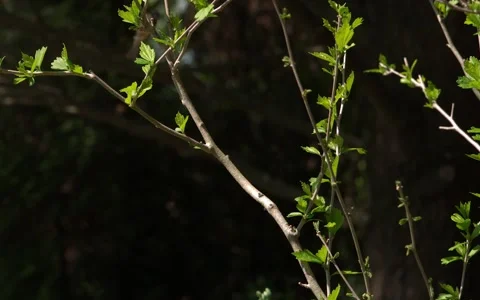 Sparrow Aproach from Behind 스톡 동영상 154518315