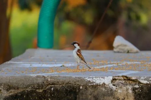 Sparrow around wheat Stock Photos