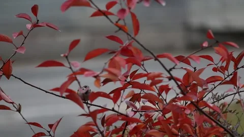Sparrow on an autumn tree Stock Footage 163294692