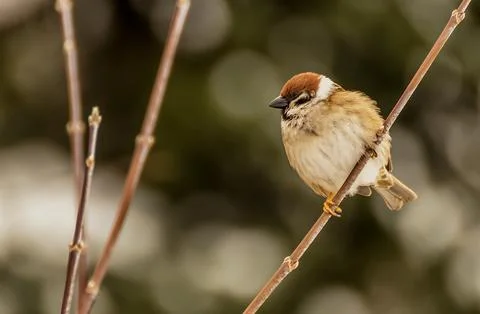 Sparrow on a banch Stock Photos